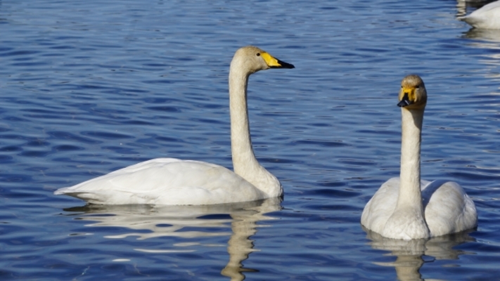 冬の猪苗代湖の絶景!「白鳥」と「しぶき氷」が織りなす白銀の湖とは?のイメージ