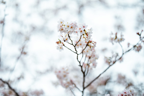 「三春滝桜」は日本三大桜の絶景!見頃の時期やライトアップ情報を解説! のイメージ