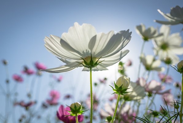 「生駒高原」にはコスモスの絶景が広がる!開花&見頃の時期やイベントは?のイメージ