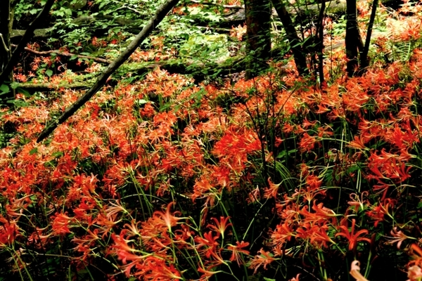 「多良岳」は四季の花が美しい登山スポット!ルートや難易度を解説!のイメージ