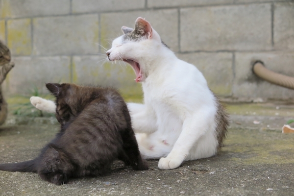 猫好き必見!宮城の猫島「田代島」を観光!食事や宿泊施設も紹介!のイメージ