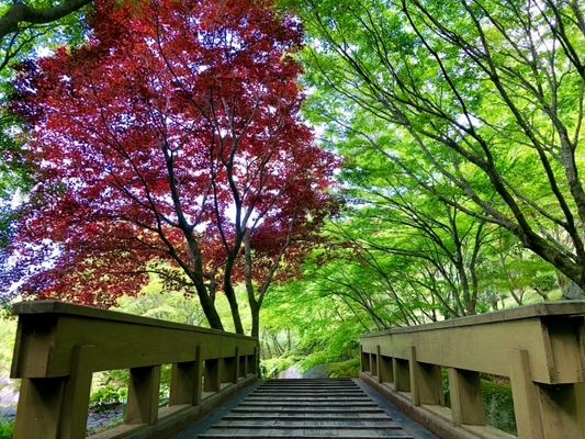 「環境芸術の森」は佐賀No.1の紅葉名所!紅く染まる水面の絶景とは?のイメージ
