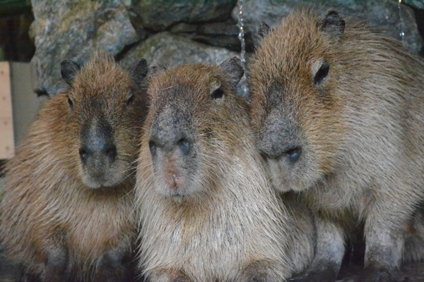 カピバラで有名!「長崎バイオパーク」で貴重な動物や触れ合い体験!のイメージ