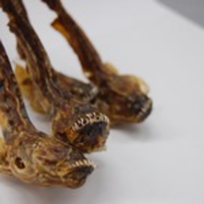 まるでエイリアン?有明海の珍魚「ワラスボ」の味や人気の食べ方は?のイメージ
