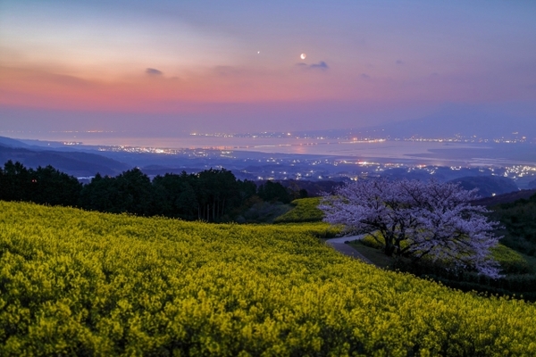 「白木峰高原」はコスモスと菜の花の一面に広がる絶景!星空鑑賞もおすすめ!のイメージ