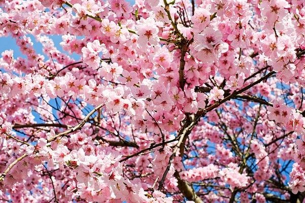 鹿児島でおすすめの桜の名所25選!開花&見頃の時期・ライトアップも解説!のイメージ