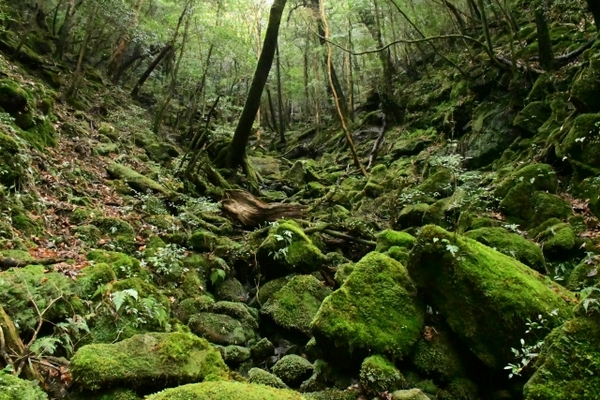 世界遺産・屋久島で大自然を堪能!絶対行くべき観光名所25選!のイメージ