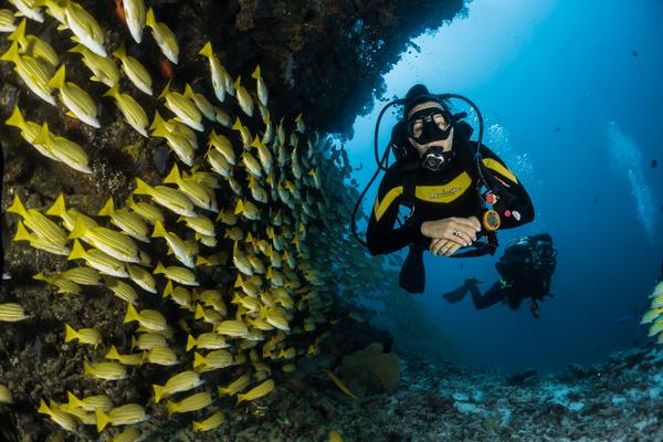 屋久島で美しい海をダイビングで満喫!シーズンやおすすめポイントは?のイメージ