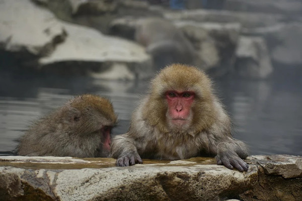 屋久島で大自然と温泉を堪能する旅!日帰り温泉&旅館11選!のイメージ