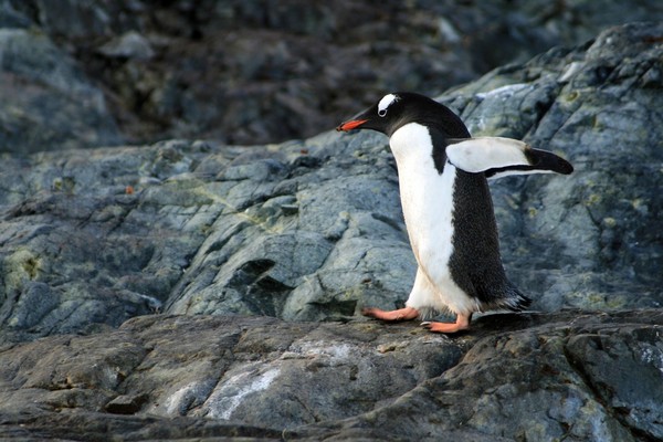 世界一ペンギンがいる?「長崎ペンギン水族館」の癒し体験やグッズを紹介!のイメージ