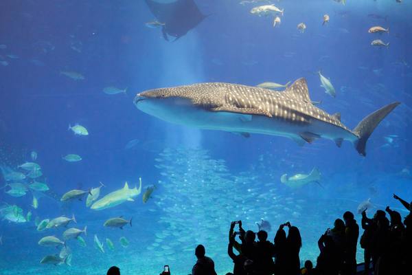 「いおワールドかごしま水族館」で500種の生物やイルカショーを楽しむ!のイメージ