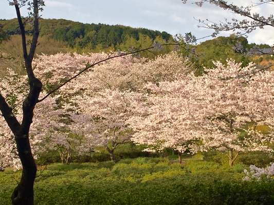 「大村公園」は桜の名所100選の歴史的公園!見頃や花菖蒲まつりも解説!のイメージ