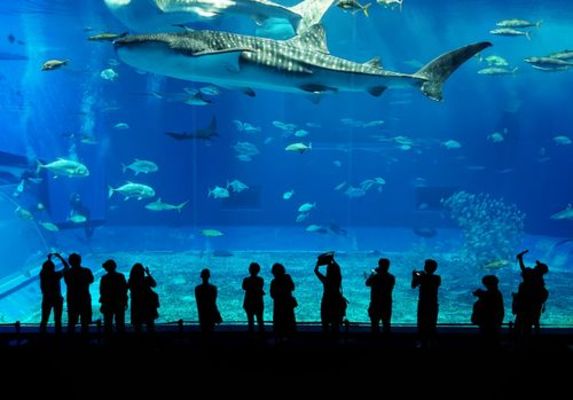 「アクアテラス錦ケ丘」は水と光で楽しむ新感覚水族館!その魅力や料金は?のイメージ