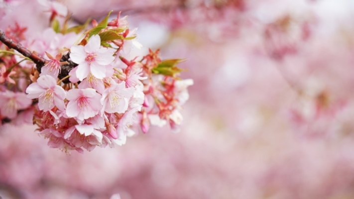 大分の桜の名所16選!開花情報や見頃の時期は?ライトアップも!のイメージ