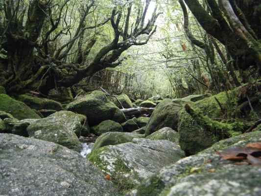 屋久島へ1人旅を満喫しよう!女性でも安心の楽しみ方やおすすめの宿も!のイメージ