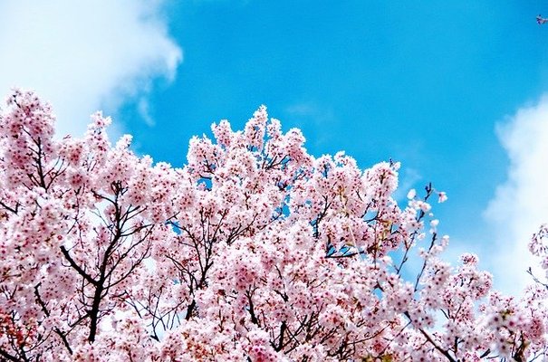 熊本でお花見におすすめの桜の名所TOP18!開花や満開の見頃の時期は?のイメージ