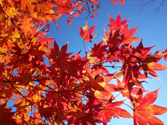 島根のおすすめ紅葉スポットTOP15!秋の絶景の見頃の時期や穴場は?のイメージ