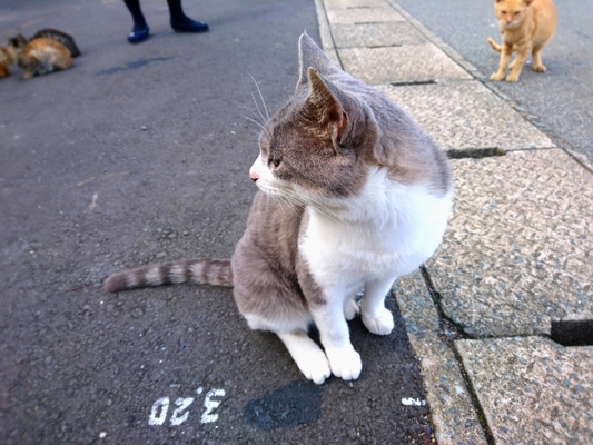 福岡の猫の島「相島」を満喫する旅へ!観光名所やグルメ情報を徹底解説!のイメージ