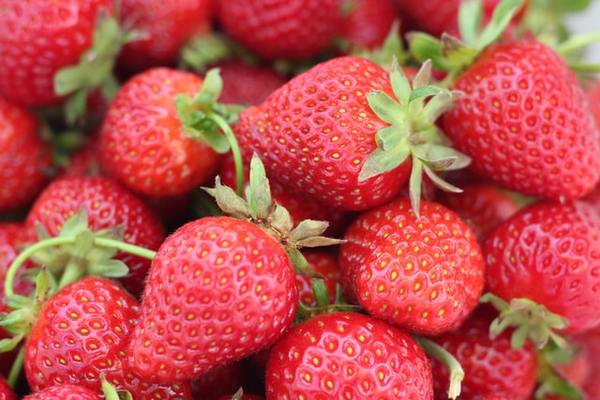 広島のおすすめいちご狩り14選!予約なしでもOKな農園や品種を紹介!のイメージ