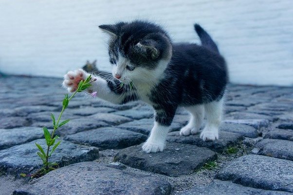 福岡「藍島」は猫好き必見スポット!観光情報&フェリーでの行き方を解説!のイメージ