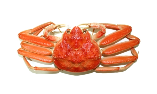 とっとり賀露かにっこ館の楽しみ方ガイド!料金無料で楽しめる人気水族館!のイメージ