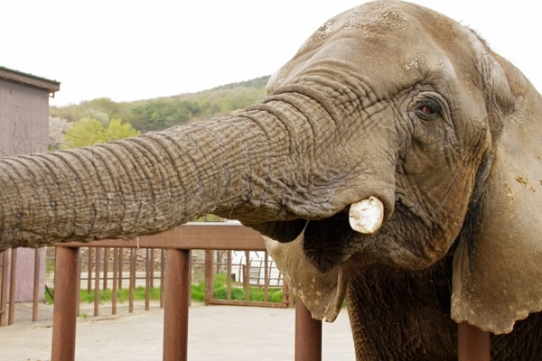 「秋吉台サファリランド」で希少な動物達に出会おう!可愛いお土産も紹介!のイメージ
