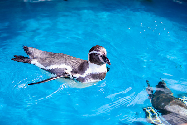 市立しものせき水族館「海響館」の見所は?お土産やレストラン情報も!のイメージ