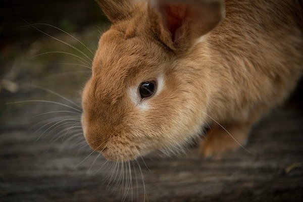 「大久野島」を味わう観光の魅力とは?可愛いうさぎや毒ガスの歴史の島へ!のイメージ