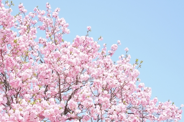 岡山の桜の名所ランキングTOP20!穴場スポットや開花&見頃の時期は?のイメージ