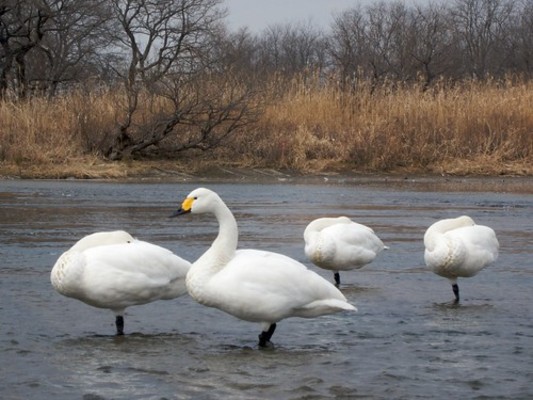 「米子水鳥公園」は日本屈指の野鳥の飛来地!見られる種類や時期は?のイメージ