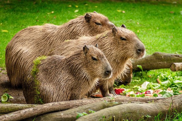 「ときわ動物園」はまるで野生の地を旅する気分?出会える動物や料金情報!のイメージ