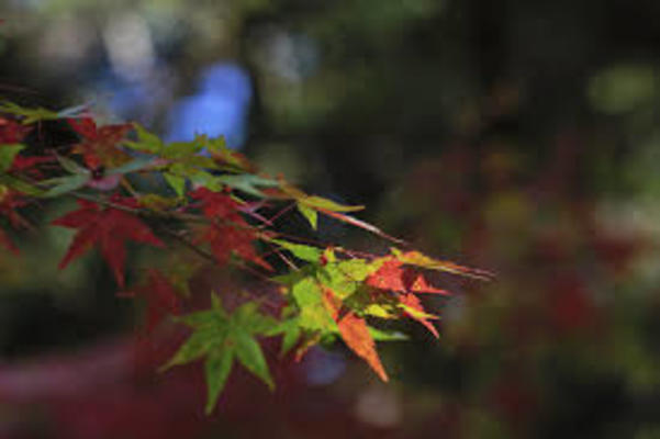 宮島「紅葉谷公園」で圧巻の紅葉狩りを!ライトアップやロープウェイ情報!のイメージ