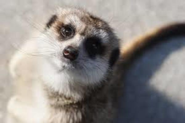 「徳山動物園」は市民愛する癒しのスポット!見所や料金情報を解説!のイメージ