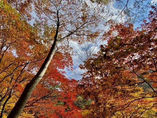 【広島】三段峡で川遊びや紅葉を楽しもう!アクセスや食事もご紹介のイメージ