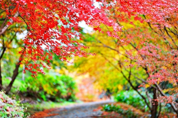【2022年版】長崎のおすすめ紅葉スポット31選!見頃の時期やライトアップ情報、隠れた穴場も!のイメージ