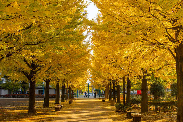 【2022年度版】新潟県の紅葉スポット36選!地域別におすすめの場所を紹介のイメージ