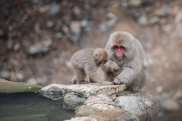 昼神温泉の観光スポットを17選!長野に行って昼神温泉で観光地を巡ろうのイメージ