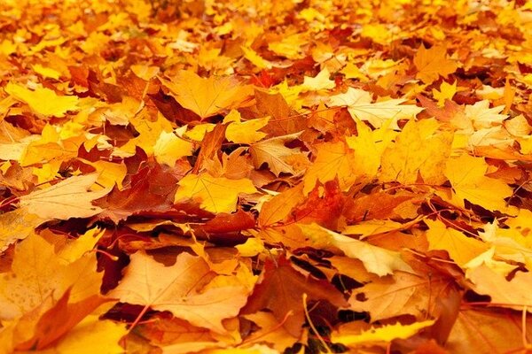 【2022年版】岩手のおすすめ紅葉スポット20選!岩手でお気に入りの紅葉の名所を巡ろう!のイメージ