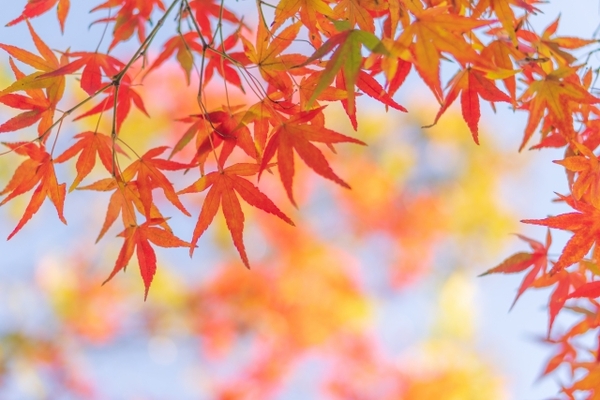【2022年版】大阪のおすすめ紅葉スポット25選!名所から穴場まで、見頃の時期やライトアップ情報を徹底解説のイメージ