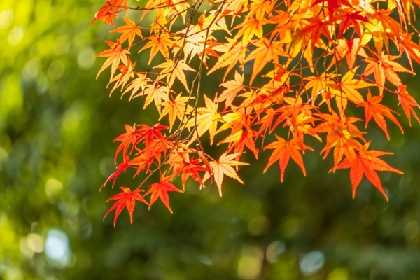 【2022年版】福井のおすすめ紅葉スポット29選!人気の名所や知られざる穴場、見頃の時期やライトアップ情報も解説!のイメージ