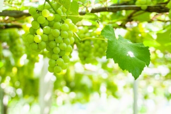 秋田のぶどう狩りスポット6選!甘いもぎたてぶどうが楽しめるおすすめスポットを紹介のイメージ