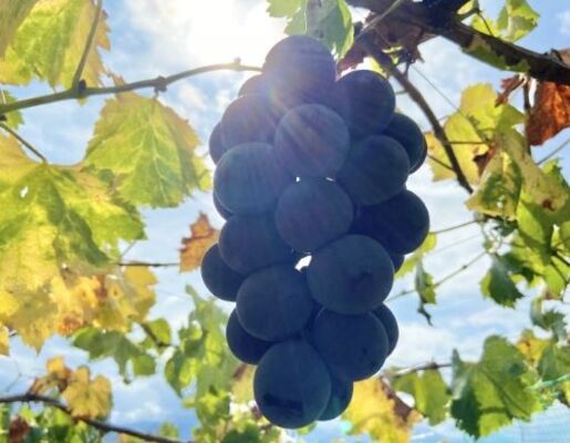 熊本のぶどう狩りスポット6選!人気の食べ放題や食べ比べで秋の味覚を満喫しようのイメージ