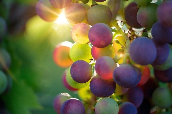 宮崎のおすすめぶどう狩り6選!秋の味覚のぶどうを満喫のイメージ