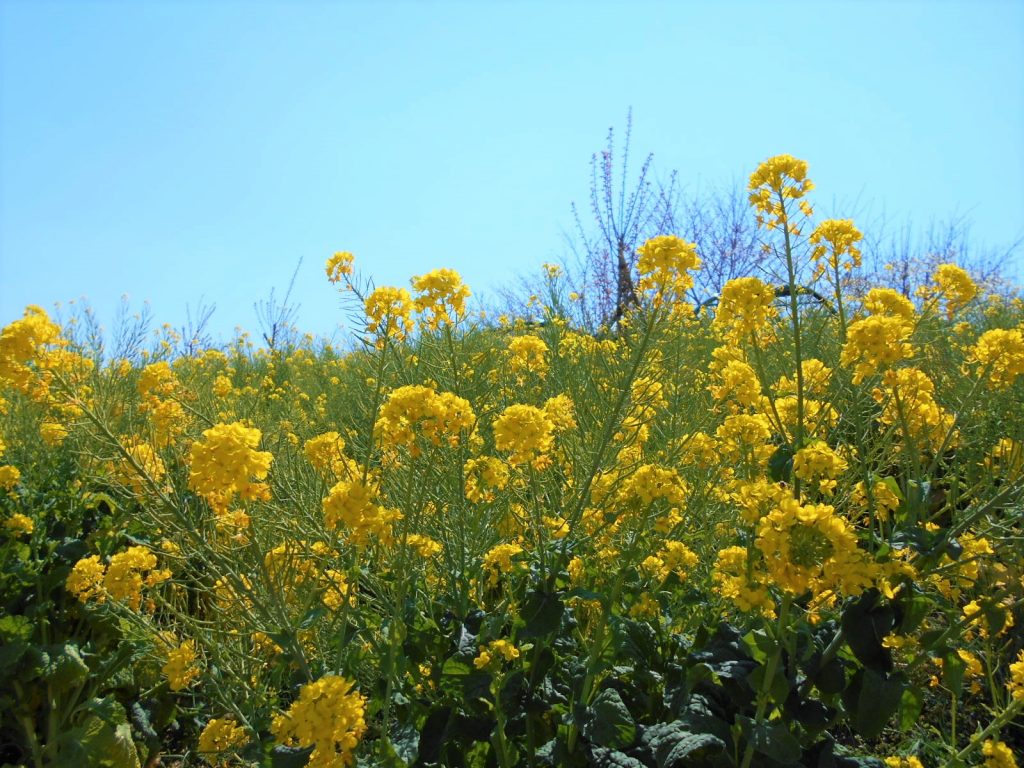 菜の花