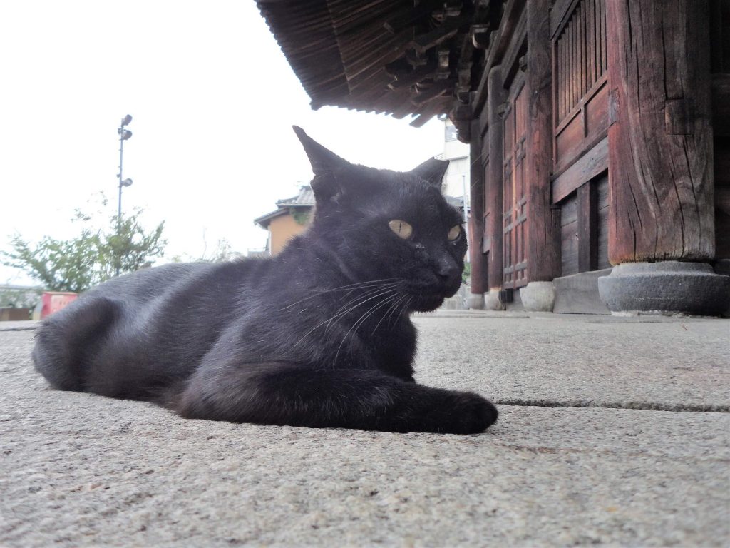 お寺の猫