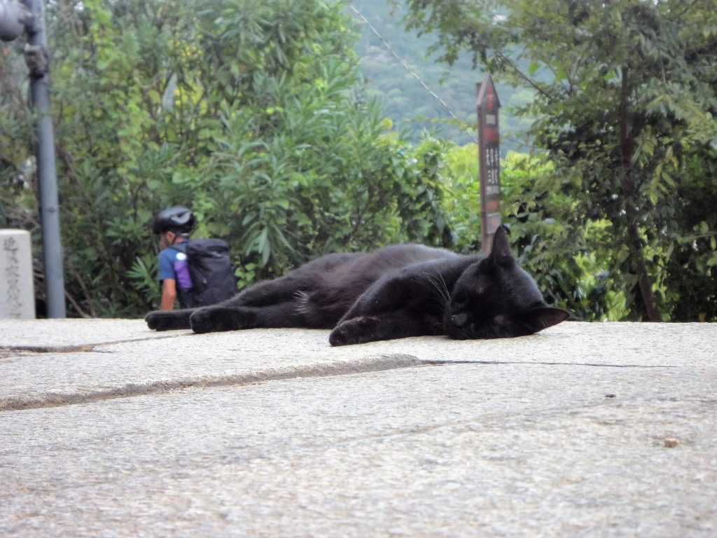 眠る猫