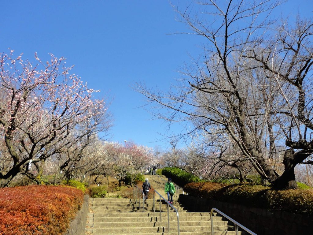 公園入口付近の階段