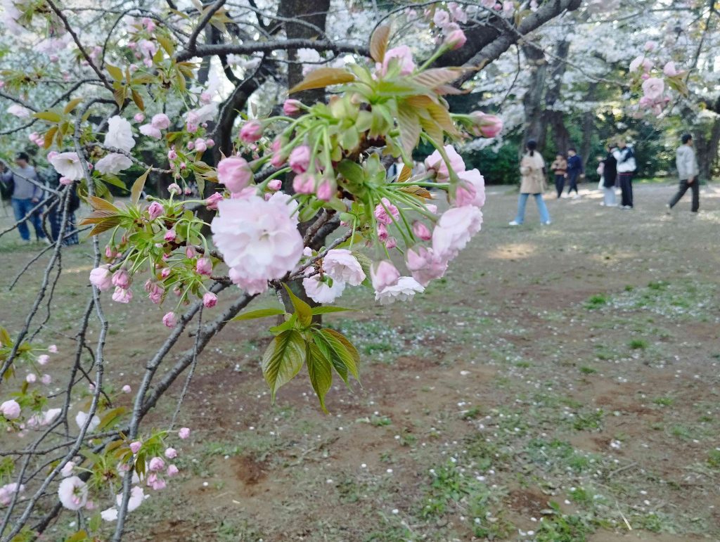桜イメージ