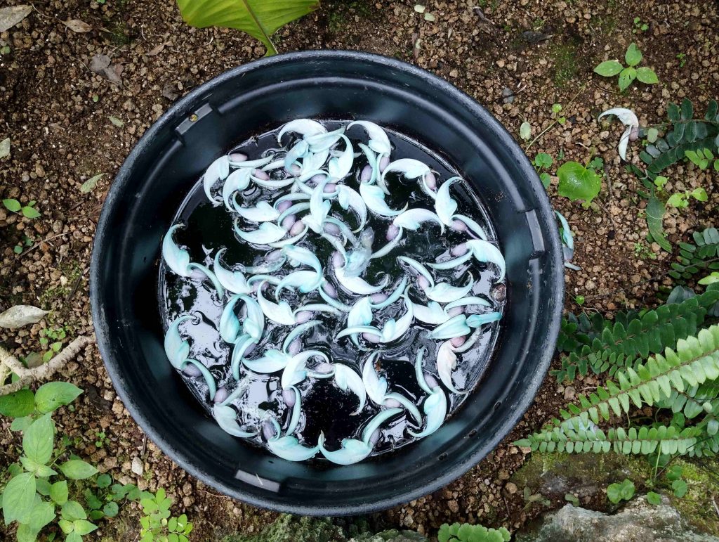 エメラルドブルーの花