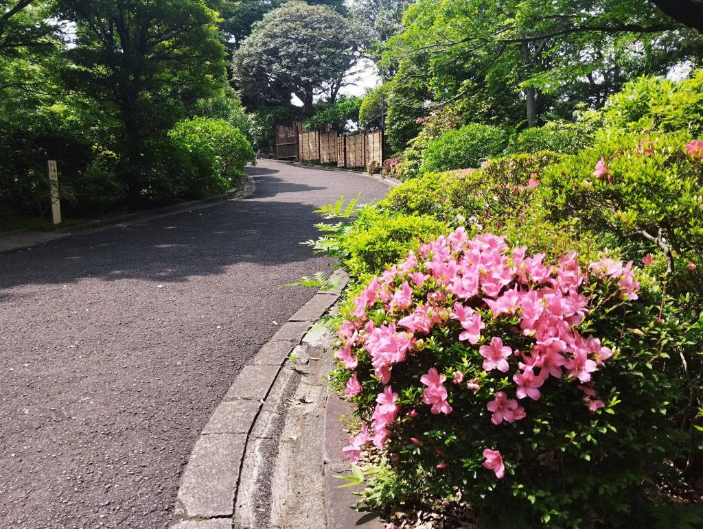 ツツジの花と坂道